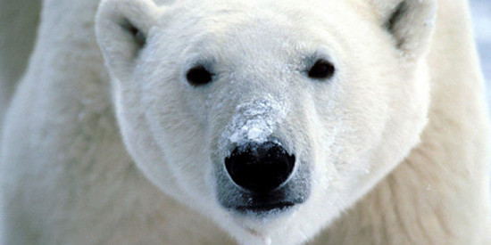 featured_polarbear