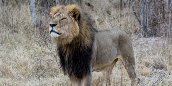 featured_cecilthelion