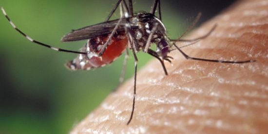 Mosquitoes