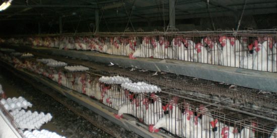 Industrial-Chicken-Coop