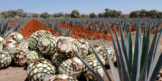 blue_agave