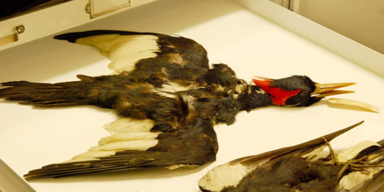 ivory-billed-woodpecker