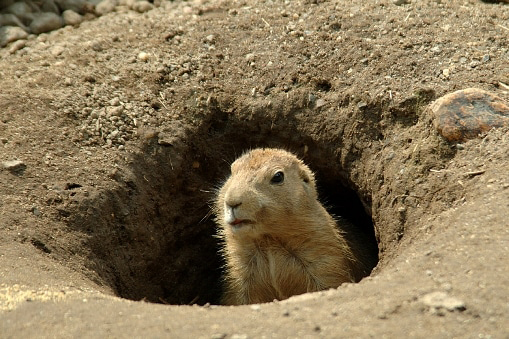 groundhog