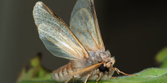Moth_September_2008-3