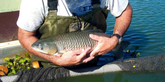 Doug__Grass_Carp_2