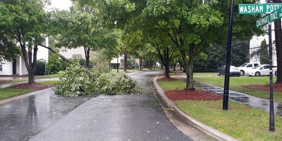 Branch down on Coachman's Trace