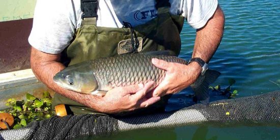 Doug Grass Carp750