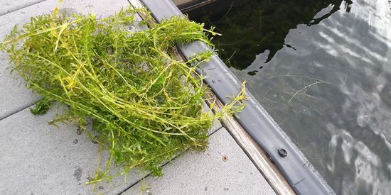 Hydrilla Lake 750