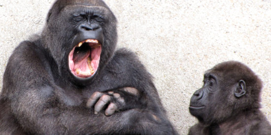Gorilla-yawn-13ot35s