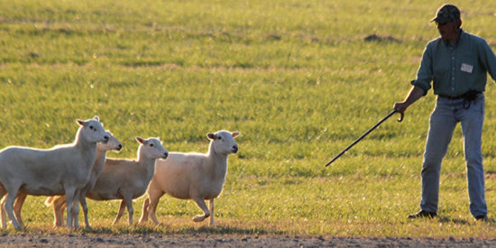 Sheep_750