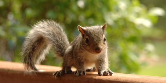 animal-blurred-background-brown-939478