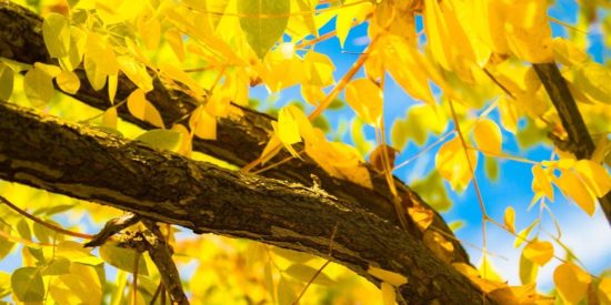 yellow-2829057_1280