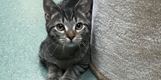Dumpling is a wild little ball of fur that is around 4 months old and doesn’t slow down
