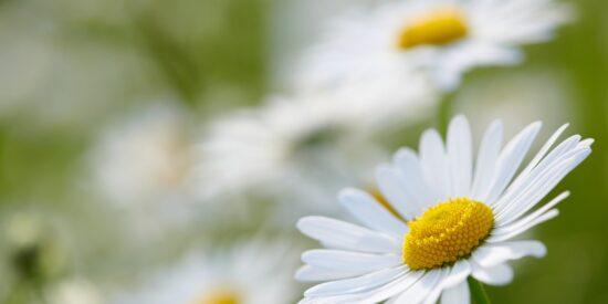 flowers-5128200_1920