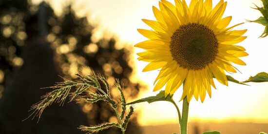 sunflower-1127174_1920