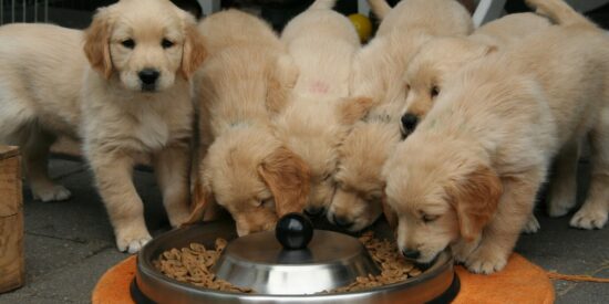 golden-retriever-puppy-2706672_1920
