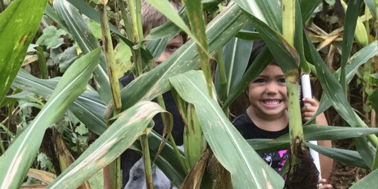 Amazing Maize Maze