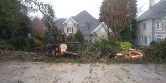 Tree down on Halyard Point