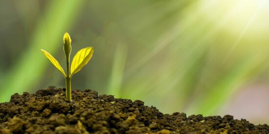 Arbor Day is Friday, April 29 this year.