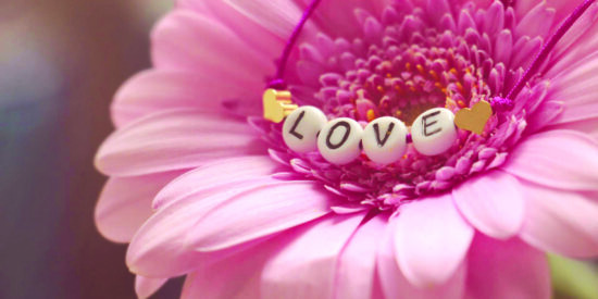 gerbera-gdd00c1056_1920