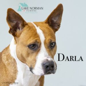 Lake norman humane best sale society