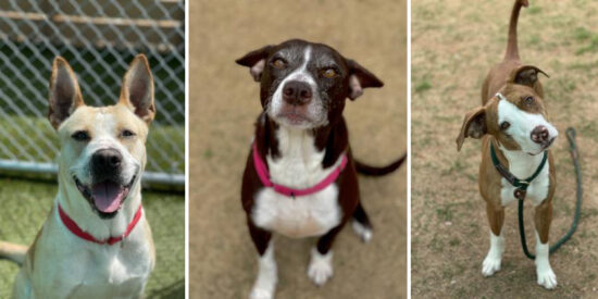 From left: Denali, Maribel and Ziggy are available for adoption at the Lake Norman Humane Society.