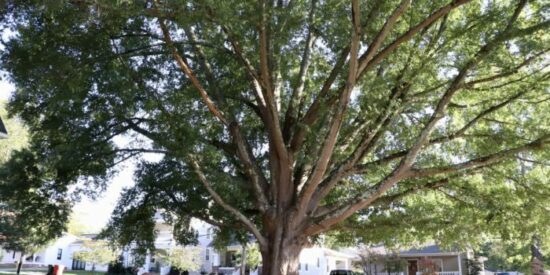 001_Willow-Oak_Entire-Tree_2020-700x441