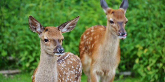Officials say the biggest message to hunters this season is, “Don’t give it a ride.” CWD spreads via infected saliva, urine and feces of live deer, or the movement of deer carcasses and carcass parts.