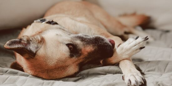 resting dog-pexels-ann-perkas-14104187