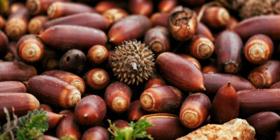 As a general rule, acorns mature in late summer and start falling from the trees in September or October.