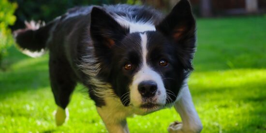Rural Hill Sheep Dog Trials on Nov. 12-13 will feature the US Border Collie Handlers’ Association and Carolina Dock Dogs.