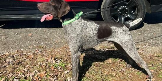 Good boy: Groot is new drug dog in Iredell