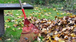 The leaf vacuums cometh Popular town service:  Town will pick up leaves left at curbside.