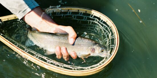 The state will stock more than 60,000 brook, brown and rainbow trout, all 10 inches or longer.