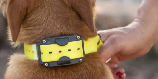 Electronic dog collar