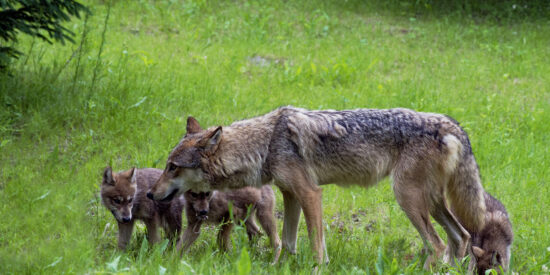 Coyote and Wolf Pups playing together in a field.