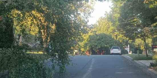 Tree partially blocking Southport