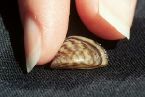Invasive, destructive zebra mussels detected in NC moss balls