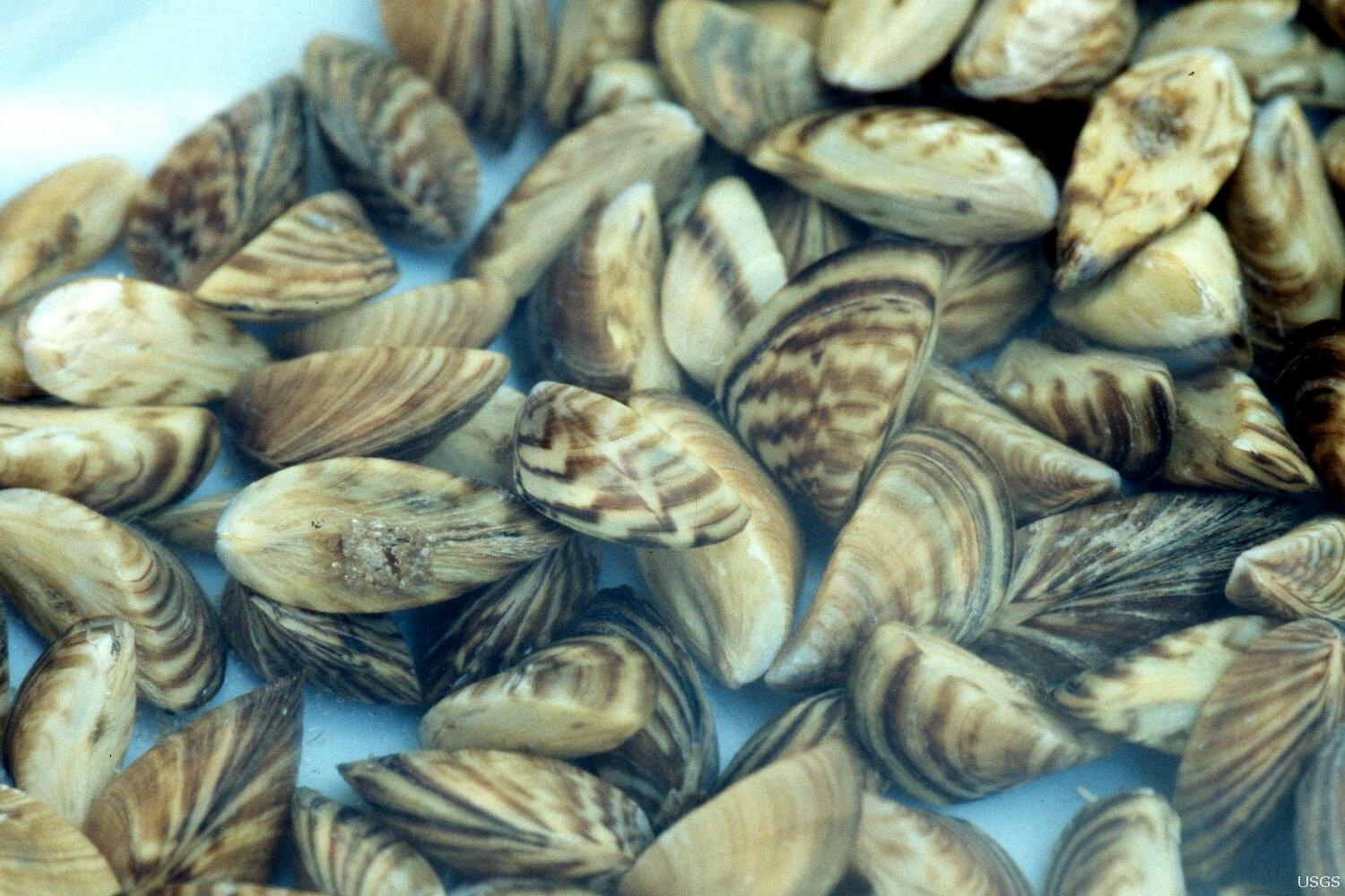 Invasive, destructive zebra mussels detected in NC moss balls