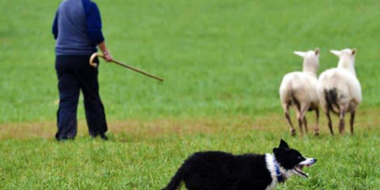 Sheep Dog Trials | Photo: Visit Lake Norman