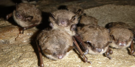 Little brown bats. Photo by Katherine Caldwell via NC Wildlife Resources Commission