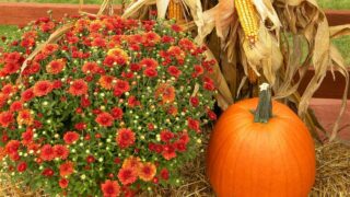 thanksgiving-482977_1280