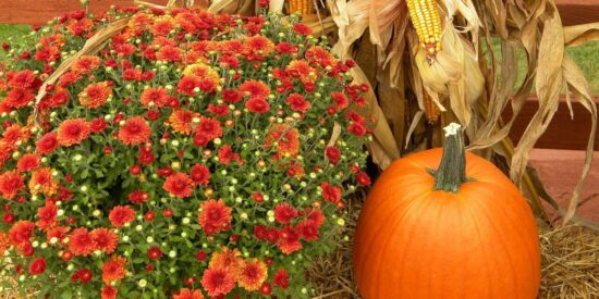 thanksgiving-482977_1280