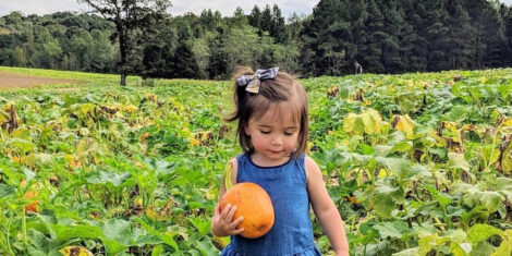 It's pumpkin-picking time at Carrigan Farms in Mooresville / Carrigan Farms photo